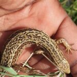 From Planning to Report: The Complete Ecological Survey Process Revealed