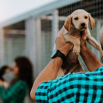 From Scrolling to Smiling: How a Rescue Dog Adoption Website Can Support Adoption