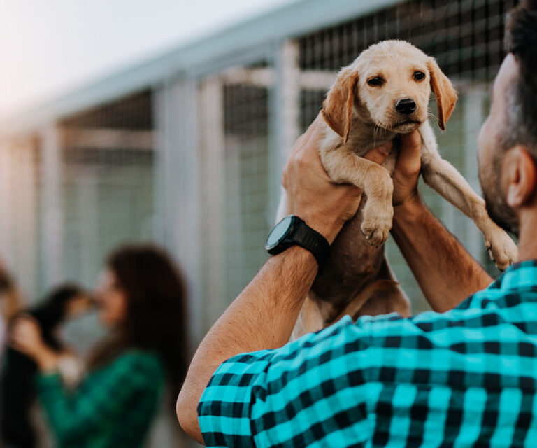 From Scrolling to Smiling: How a Rescue Dog Adoption Website Can Support Adoption